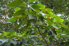 Neolamarckia cadamba